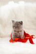 © Mental Art + Design/Stocksy - Kitten and Ribbon