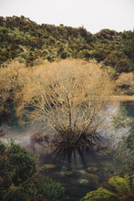 Tree Growing In A Pond
