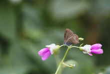 Butterfly On Cowpea Flower