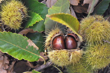 Wall Mural - close on a  fresh chestnuts in its husk  and falled on the ground  in leaves