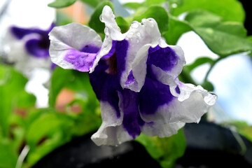 Wall Mural - purple flower with green blur background