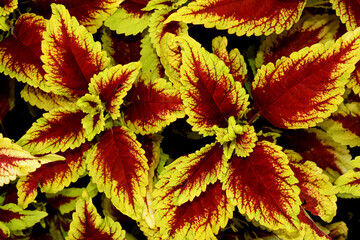 Wall Mural - strong patterned leaves. yellow and brown leaf background