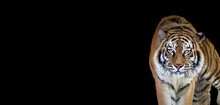 Tiger Portrait Isolated On Black Background, Spectacular Majestic Proud Animal Walking Forward, Wide Panoramic Banner With Panthera Tigris And Empty Copy Space