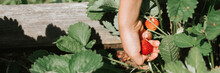 Ripe Strawberry In A Child's Hand On Organic Strawberry Farm, People Picking Strawberries In Summer Season, Harvest Berries. Banner