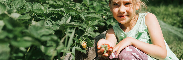 kid girl picking ripe strawberries in summer season on organic strawberry farm. harvest berries. banner