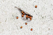 © Darren Seamark/Stocksy - Ladybirds/Ladybugs emerging from a dead leaf