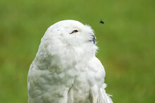 Snowy Owl Watching A Fly