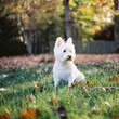 © Jakob Lagerstedt/Stocksy - Portrait of a cute white dog sitting on grass in a park