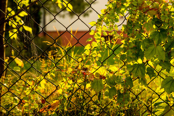 wild wine leaves on a garden fence in autumnal colors