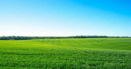 green field and blue sky