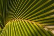 © RZCREATIVE/Stocksy - Close up of a palm in paradise.