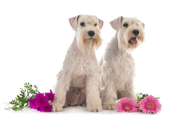 Wall Mural - miniature schnauzers in studio