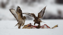 Common Buzzards (Buteo Buteo) Fighting Over Roe Deer (Capreolus Capreolus) Carcass. Winter Snowy Day.