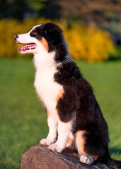 Wall Mural - Happy Aussie dog sitting at meadow with green grass in summer or spring. Beautiful Australian shepherd puppy 3 months old. Cute dog enjoy playing at park outdoors.