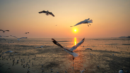 Wall Mural - Seagulls over the sea with sunset at Bang Pu recreation centre, Samut Prakan, Thailand