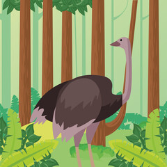 Poster - wild ostrich animal in the jungle