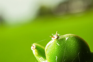 Wall Mural - The thorns of the dragon fruit tree