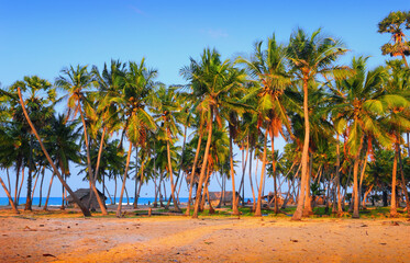 Talaimannar village, Mannar island, Sri Lanka, South Asia. Beautiful scenic view - fishing huts, Indian Ocean, sand, coconut palm trees in the light of the setting sun at the background of blue sky