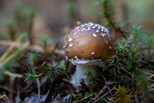 Young Toxic Panther Cap Mushroom In Its Natural Wood Enviroment. Selective Focus, Horizontal, Copy Space