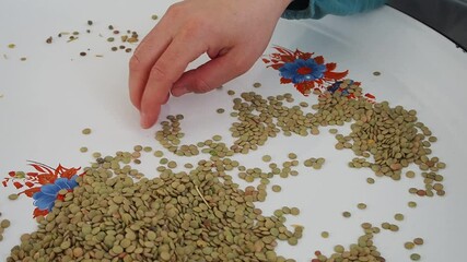 Wall Mural - The cook, who separates the dried lentils from the stones, will prepare lentil soup,