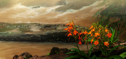 Wall Mural - Blooming orange Habenaria rhodocheila Hance flowers.