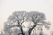 © Urs Siedentop & Co/Stocksy - Icy lung tree