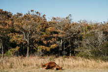 Horse Laying In Nature