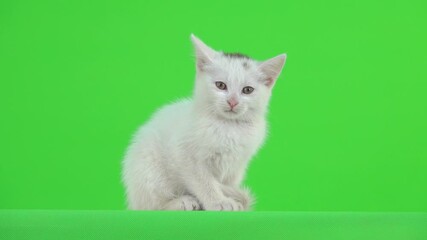 Wall Mural - White kitten looks at the camera and wiggles its ears on a green screen