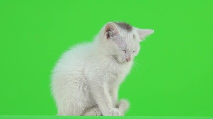 Canvas Print - White kitten dozing on a green screen.