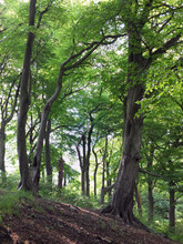 Tall Forest Beech Trees With Vibrant Green Summer Leaves On A Hillside In Crow Nest Woods In West Yorkshire