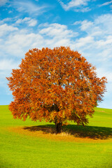 Sticker - single big old beech tree on the meadow in autumn