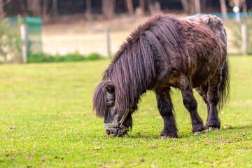 Poster - Portrait of a Shetland pony at a farm