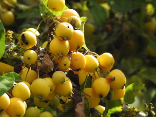 Yellow berries