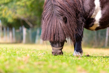 Poster - Portrait of a Shetland pony at a farm