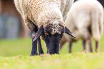 Portrait of a sheep at a farm