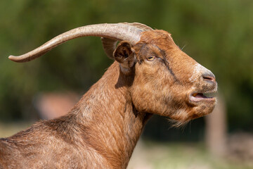 Poster - Portrait of a goat at a farm