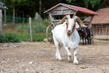 Poster - Portrait of a goat at a farm