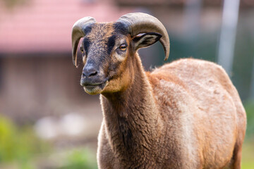 Poster - Portrait of a goat at a farm