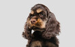American cocker spaniel puppy posing. Cute dark-braun doggy or pet playing on grey background. Looks attented and playful. Studio photoshot. Concept of motion, movement, action. Copyspace.