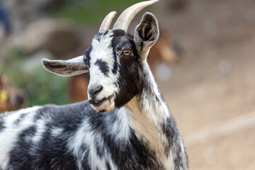 Poster - Portrait of a goat at a farm