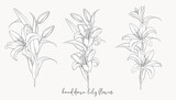 Fototapeta Sypialnia - hand drawn beautiful  lily bouquets 