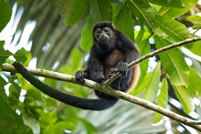 The Mantled Howler (Alouatta Palliata), Or Golden-mantled Howling Monkey, Is A Species Of Howler Monkey, A Type Of New World Monkey, From Central And South America. 
