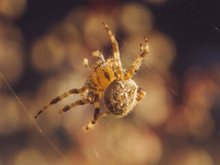 Garden spider spinning a web