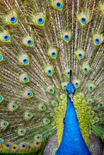 Vertical Shot Of A Blue Peacock With Colorful Feathers