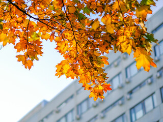 Wall Mural - Bottom view of yellow-orange maple leaves against the backdrop of a building. Lush golden autumn foliage in the city on a sunny day. Beauty of nature.