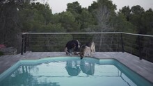 Man And German Shepherd Dog Playing With Water On Pools Edge At Luxury Villa