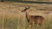 Red Female Doe Deer Walking With Tag In Ear