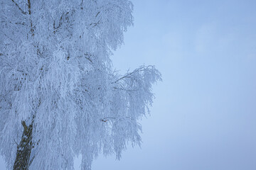 Wall Mural - Tree branches covered in frost snow