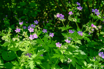 Wall Mural - violet geranium flowers in forest
