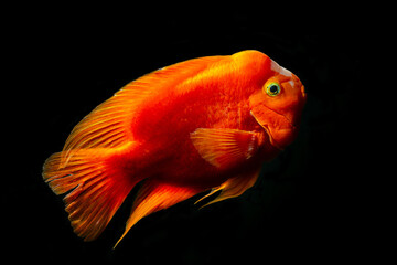 Red blood parrot cichlid are swimming in fish tank. it is a freshwater fish, hybrid cichlid by crossing midas cichlid (Amphilophus citrinellus) and the redhead cichlid (Paraneetroplus synspilus) .